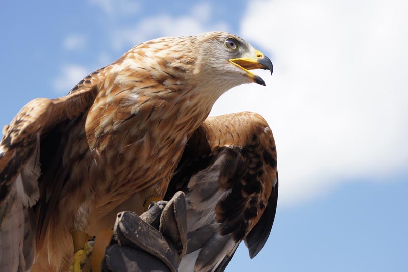 golden-eagle-apex-predators