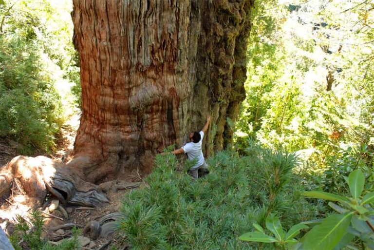 Top 10 Oldest Trees In The World Depth World