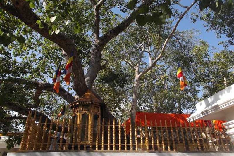 jaya-bodhi-oldest-tree