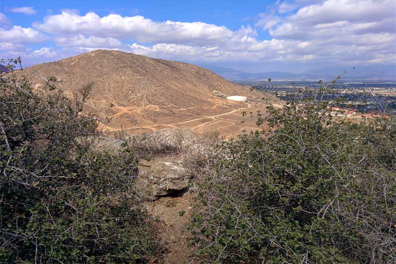 jurupa-oak-oldest-tree