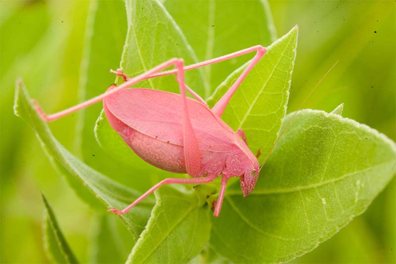katydid-pink-animals