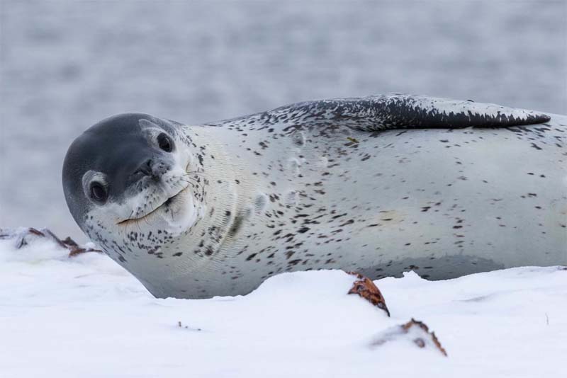 leopard-seal-cold-weather-animals