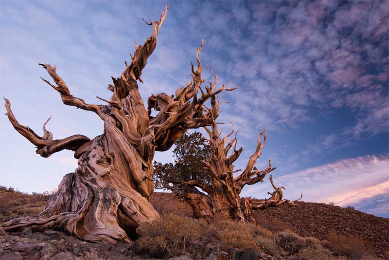 methuselah-oldest-tree