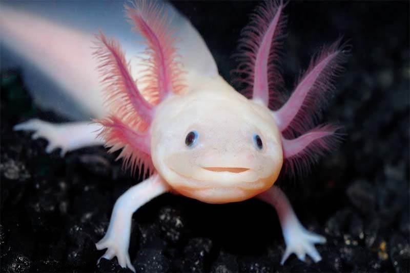 mexican-salamander-pink-animals