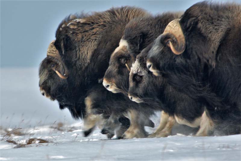 musk-ox-cold-weather-animals