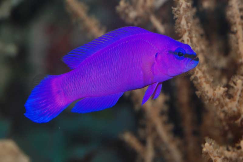 orchid-dottyback-purple-animals