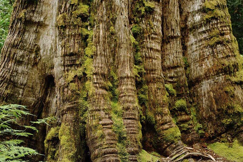 old-huon-pine-oldest-tree