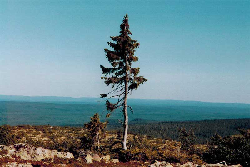 old-tjikko-oldest-tree