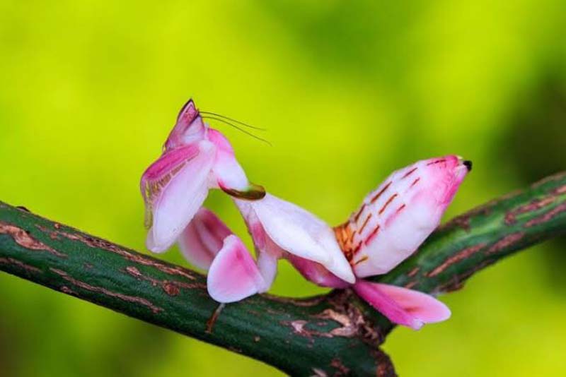 orchid-mantis-pink-animals