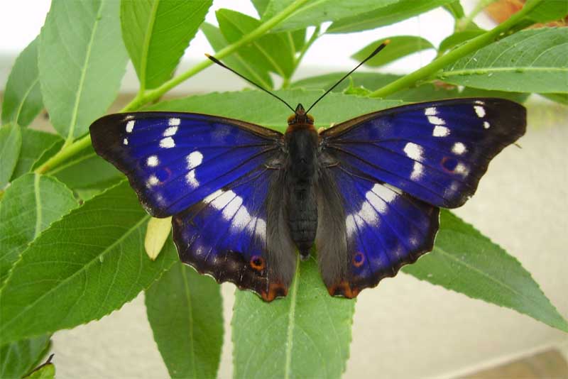 purple-emperor-butterflies-purple-animals