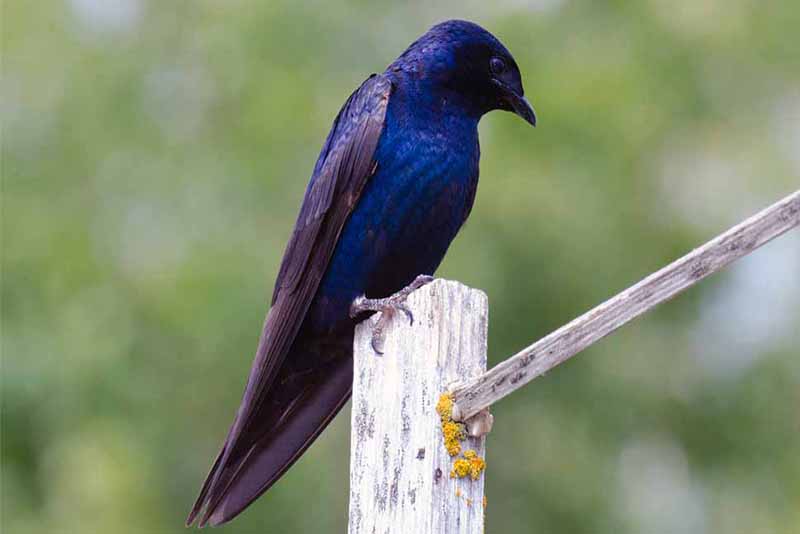 purple-martin-purple-animals