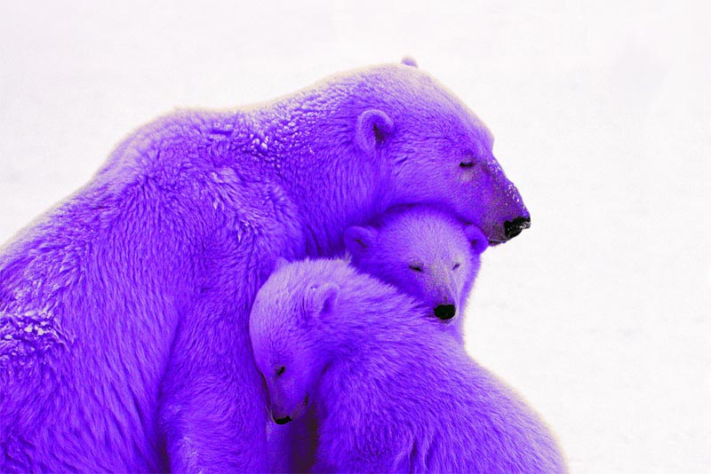 purple-polar-bear-purple-animals