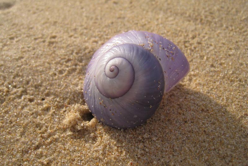 purple-sea-snail-purple-animals