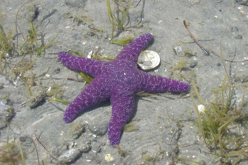 purple-starfish-purple-animals