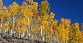 pando-oldest-tree