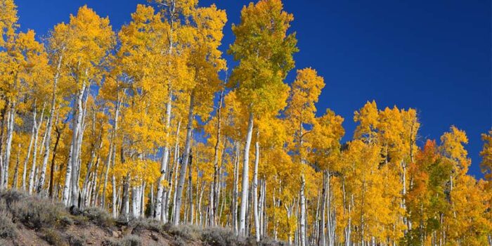 pando-oldest-tree