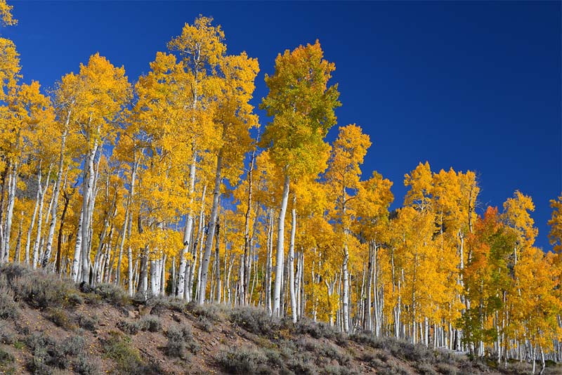 pando-oldest-tree