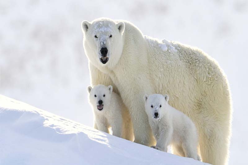 polar-bear-cold-weather-animals