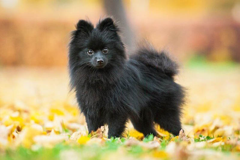 pomeranian-german-breed-dogs