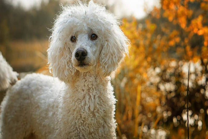 poodle-german-breed-dogs