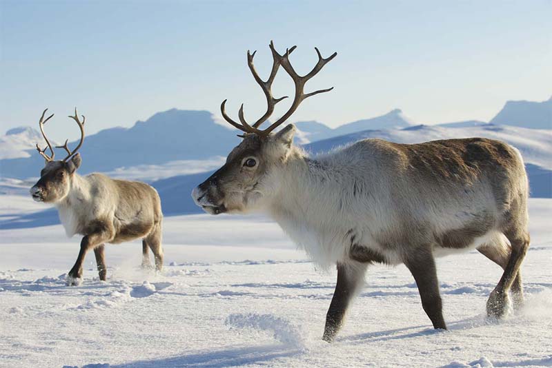 reindeer-cold-weather-animals