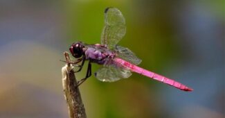 roseate-skimmer-pink-animals