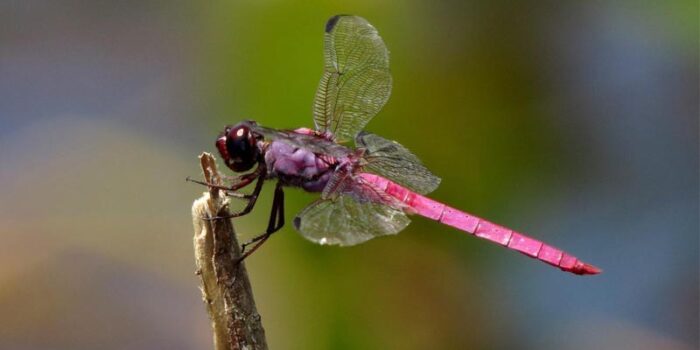 roseate-skimmer-pink-animals