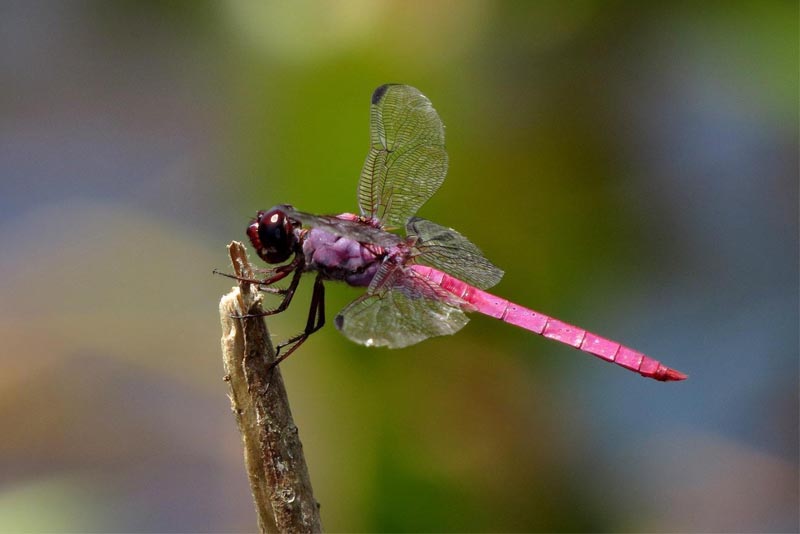 roseate-skimmer-pink-animals