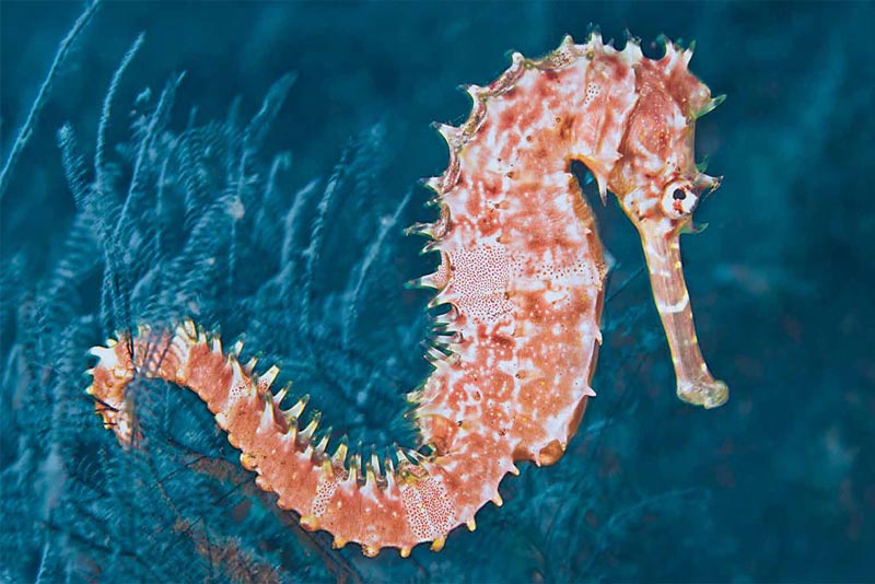 seahorse-pink-animals