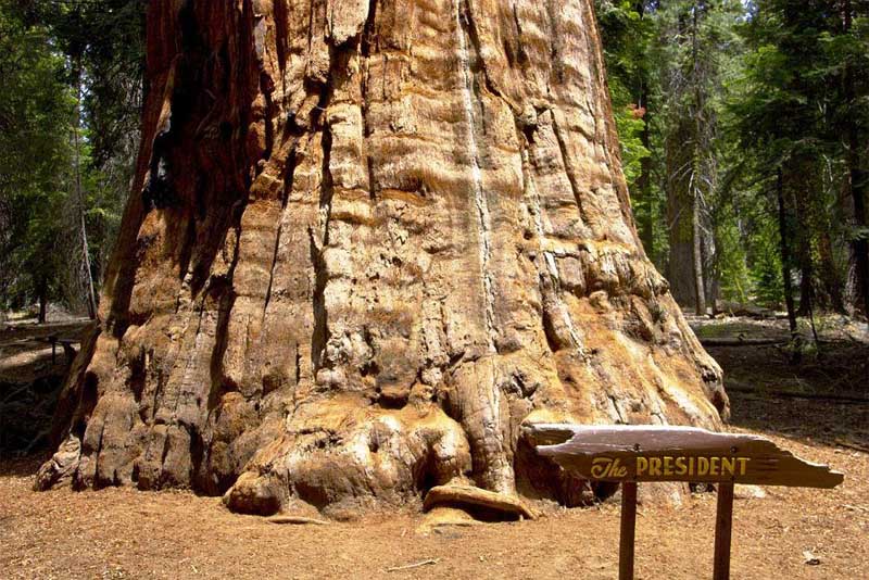 the-president-oldest-tree