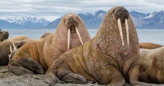 walrus-cold-weather-animals