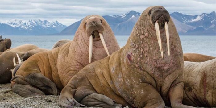 walrus-cold-weather-animals