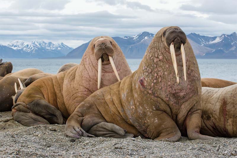 walrus-cold-weather-animals