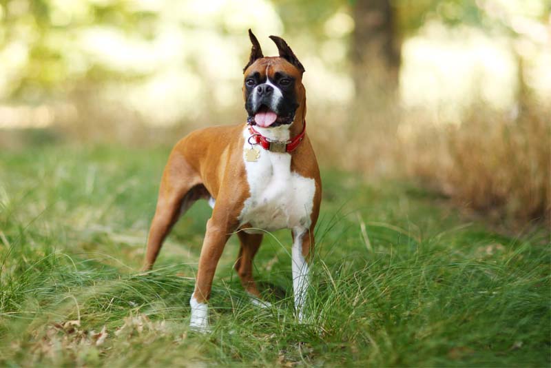 boxer-german-breed-dogs