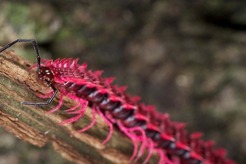 dragon-millipede-pink-animals