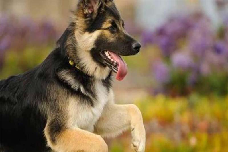 german-shepherd-german-breed-dogs