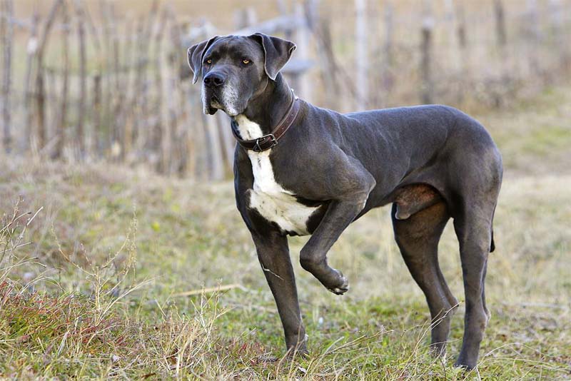 great-dane-german-breed-dogs