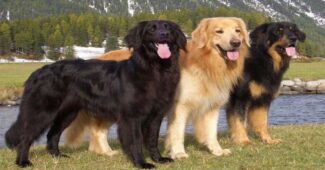 hovawart-german-breed-dogs