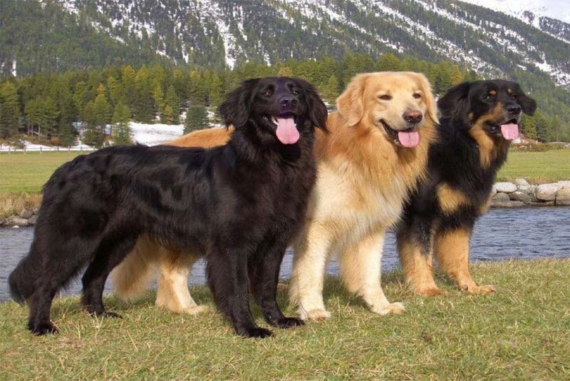 hovawart-german-breed-dogs