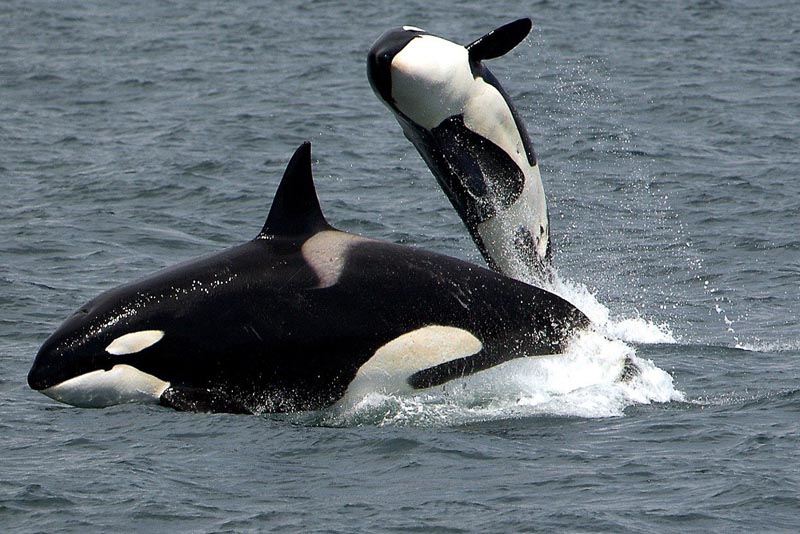 killer-whale-apex-predators