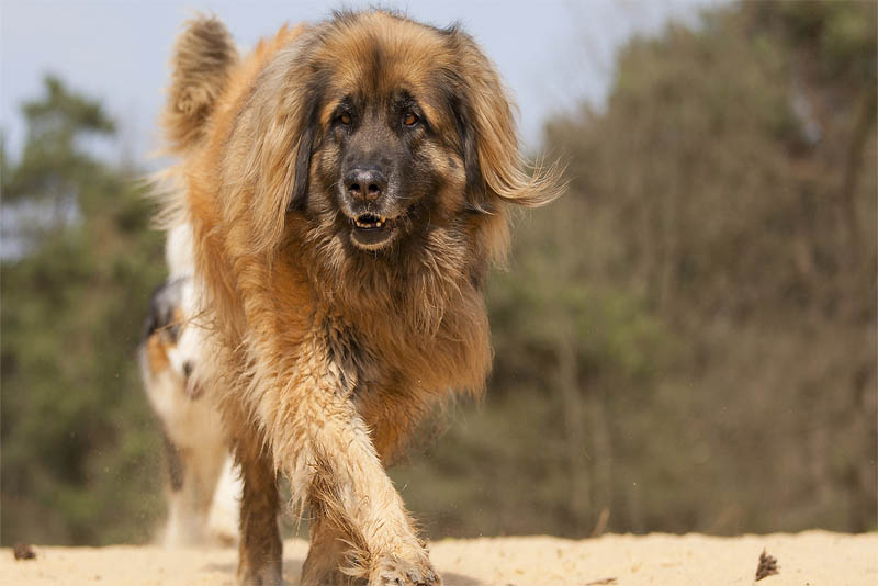leonberger-german-breed-dogs