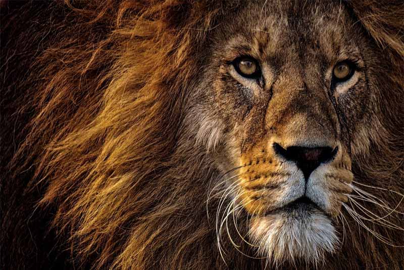 10 Apex Predators in the World - Depth World