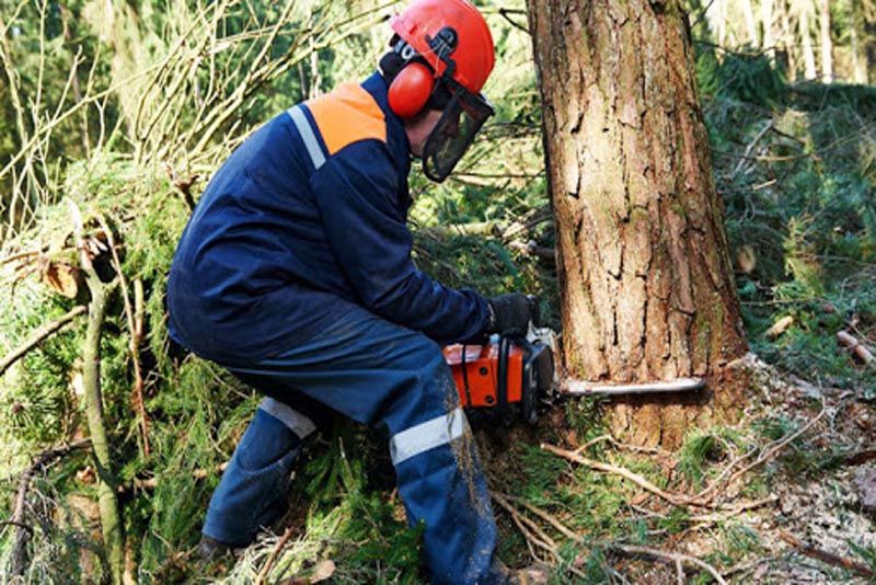 logging-worker-most-dangerous-jobs-in-the-world