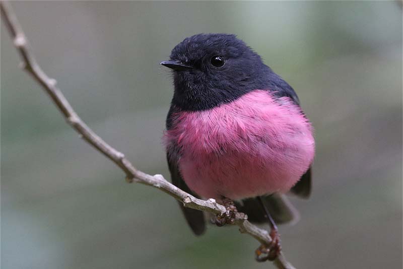 pink-robbin-pink-animals