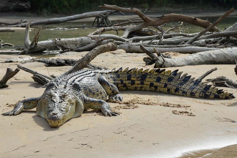 saltwater-crocodile-apex-predators