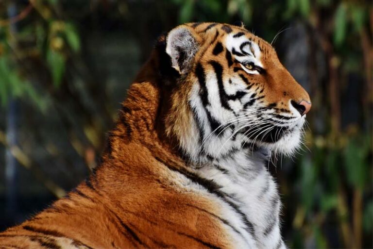 10 Apex Predators in the World - Depth World