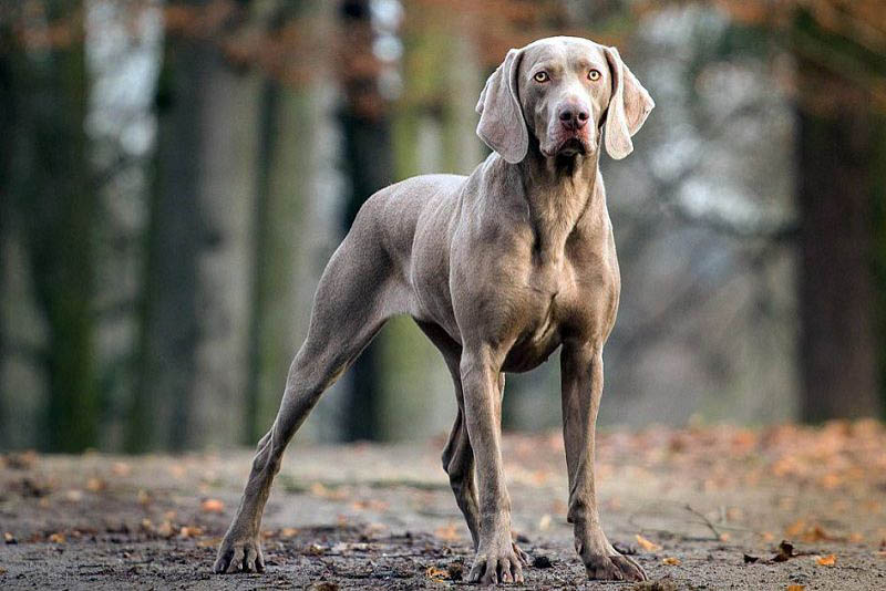 weimaraner-german-breed-dogs