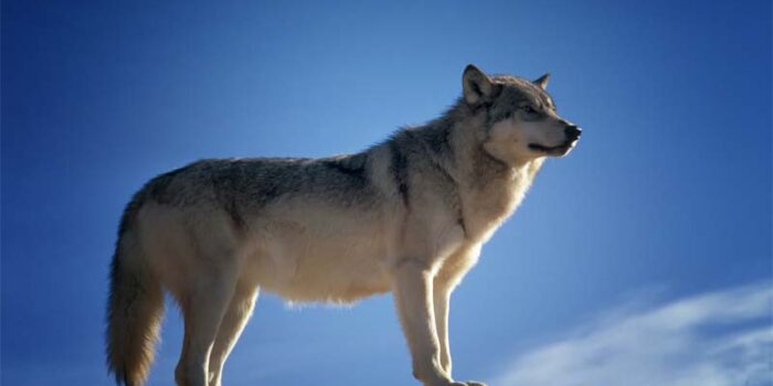 wolf-apex-predators