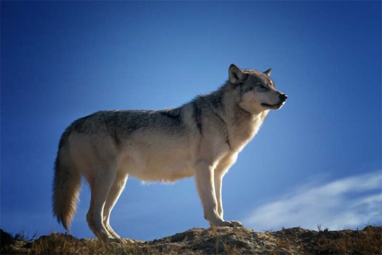 top 10 apex predators top 10 apex predators