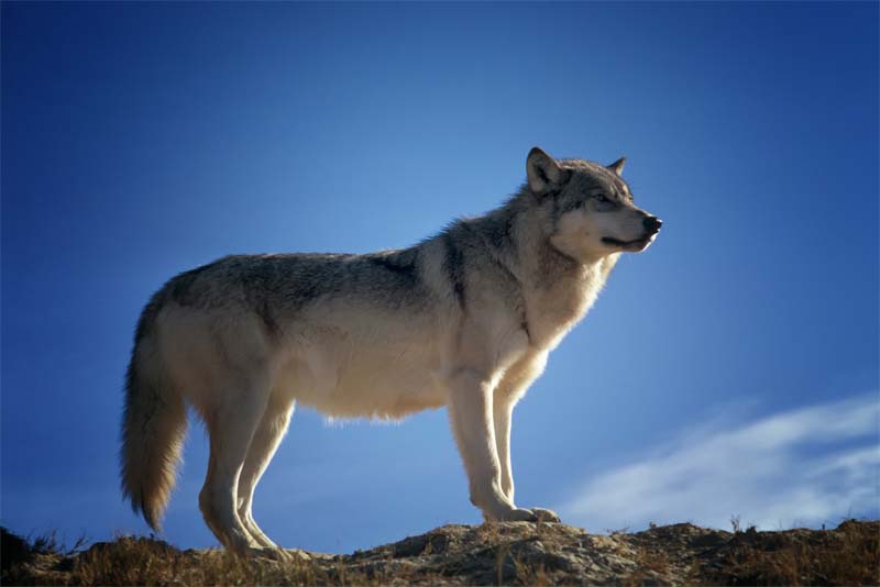 wolf-apex-predators
